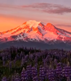 雪山下的紫色花海日落景象5101#横屏 