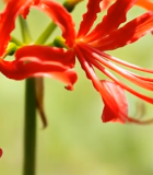 红色彼岸花特写素材2925#横屏 