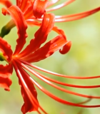 红色花朵特写767#横屏 