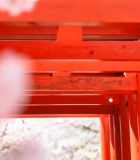 红色鸟居与樱花特写12615#横屏 