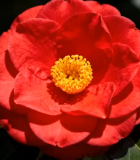 红色山茶花特写(2)8956#横屏 