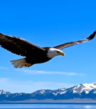 雄鹰于山水间展翅飞翔画面12540#横屏 