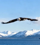 雄鹰于山水间展翅飞翔3852#横屏 