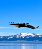 雄鹰于山水间展翅飞翔(1)8773#横屏 