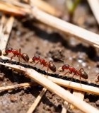 红蚂蚁搬运食物微距画面(1)12172#横屏 