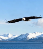 雄鹰于山水间展翅飞翔3852#横屏 