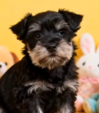 黑色小狗与毛绒玩具同框1325#横屏 