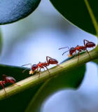 红蚂蚁在绿叶上搬运食物1814#横屏 