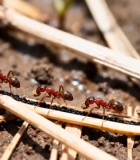 	 红蚂蚁搬运食物微距画面5730#横屏 