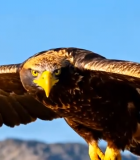 雄鹰于天空展翅飞翔素材6816#横屏 