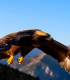 雄鹰展翅飞翔自然风光素材2068#横屏 