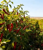 红辣椒农田种植景象10464#横屏 