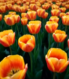 红黄相间郁金香花海2710#横屏 