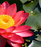 红莲花与荷叶特写7944#横屏 