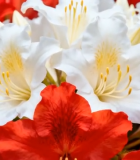 红白相间花卉特写11359#横屏 