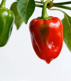 红绿辣椒挂枝特写5216#横屏 