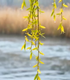 河边垂柳春季特写9564#横屏 