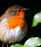 小鸟栖息绿叶上特写4979#横屏 