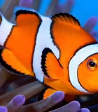 小丑鱼海底游动素材11033#横屏 