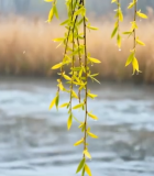 	 河边垂柳春季特写9564#横屏 