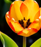 红黄相间郁金香特写692#横屏 