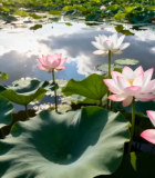 荷塘荷花荷叶自然风光(1)10471#横屏 