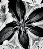 	 黑白花卉特写13230#横屏 