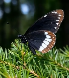 黑白色蝴蝶停驻松枝特写9722#横屏 