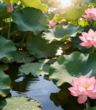 	 荷塘盛开的粉色荷花9667#横屏 