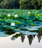 荷塘荷花荷叶自然风光8627#横屏 