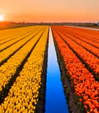 	 荷兰郁金香花田日落美景6594#横屏 
