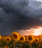 向日葵田夕阳下雷雨景象8325#横屏 
