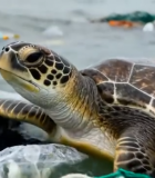 海龟在海洋垃圾中10928#横屏 