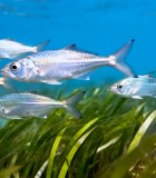 海底鱼群游动画面9993#横屏 