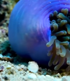 海底小丑鱼藏于海葵中4322#横屏 