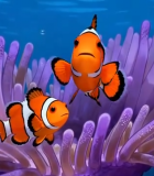海底小丑鱼与海葵素材1073#横屏 