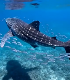 海底鲸鲨与鱼群共游画面12186#横屏 