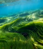 海底绿色海藻景象10978#横屏 