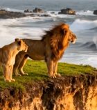 海边悬崖上的雄狮与母狮1398#横屏 