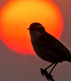 夕阳下枝头小鸟剪影(1)9628#横屏 