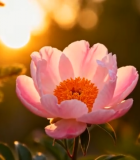 夕阳下绽放的粉色牡丹花12515#横屏 