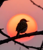 夕阳下枝头小鸟剪影(2)10460#横屏 