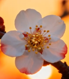 夕阳下绽放的花朵特写13873#横屏 