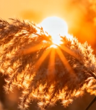 夕阳下摇曳的芦苇(3)13588#横屏 