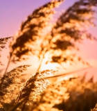 夕阳下摇曳的芦苇(1)8840#横屏 