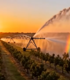 夕阳下葡萄园灌溉场景10787#横屏 