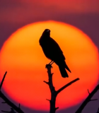 夕阳下树枝上的鸟剪影12665#横屏 