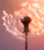 夕阳下蒲公英特写14500#横屏 