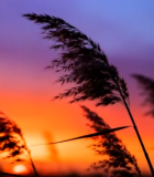 夕阳下随风摇曳的芦苇(3)8305#横屏 