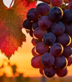 夕阳下葡萄藤上的紫葡萄5735#横屏 
